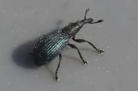 Perapion violaceum