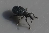 Perapion violaceum