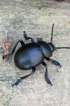 Timarcha tenebricosa