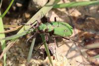 Cicindela campestris