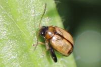 Longitarsus