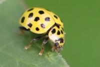 Psyllobora vigintiduopunctata