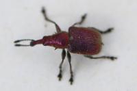 Rhynchites auratus