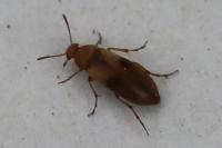 Anaspis maculata