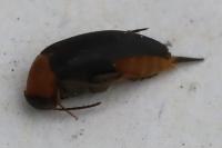 Mordellochroa abdominalis