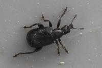 Deporaus betulae