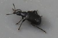 Deporaus betulae