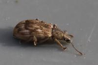 Polydrusus tereticollis
