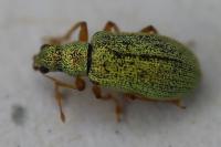 Polydrusus pterygomalis