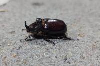 Oryctes nasicornis
