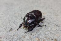 Oryctes nasicornis