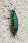 Lytta vesicatoria