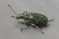 Polydrusus cervinus