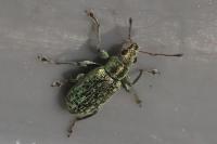 Polydrusus cervinus