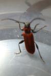 Pyrrhidium sanguineum