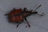 Tatianaerhynchites aequatus