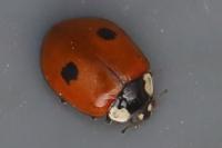 Adalia bipunctata