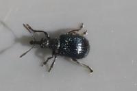 Neocoenorrhinus