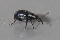 Neocoenorrhinus