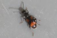 Anthicus antherinus