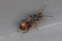 Anthicus antherinus