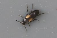 Anaspis fasciata