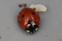 Coccinella septempunctata