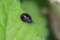Exochomus quadripustulatus