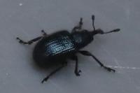 Neocoenorrhinus