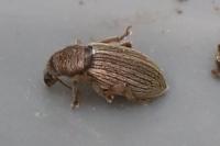 Polydrusus marginatus