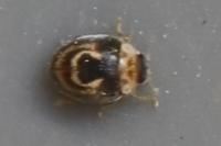 Clitostethus arcuatus