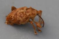 Curculio pellitus