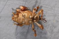 Curculio pellitus