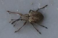 Exapion