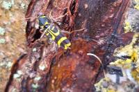 Clytus arietis