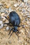 Meloe violaceus