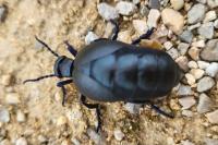 Meloe violaceus