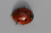 Coccinella septempunctata