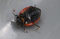 Coccinella septempunctata