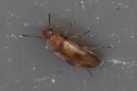 Anaspis maculata