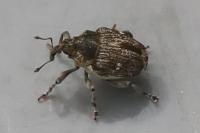 Nedyus quadrimaculatus
