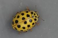 Psyllobora vigintiduopunctata