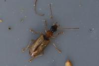Demetrias atricapillus