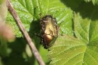 Cetonia aurata