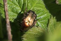 Cetonia aurata