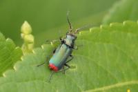 Malachius bipustulatus