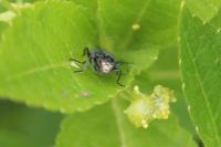 Malachius bipustulatus