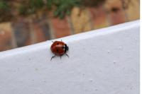Coccinella septempunctata