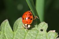Harmonia axyridis