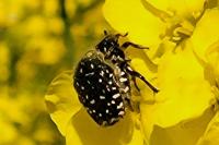 Oxythyrea funesta